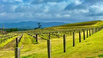 Hunter Valley Escape A Day of Wine Art and Aussie Countryside