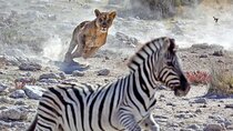 4 Days Mixed Safari to Tarangire, Serengeti & Ngorongoro Crater