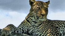 8 Days Luxury Safari in Tarangire, Serengeti and Ngorongoro