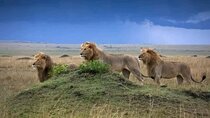 8 Day Kenya Safari Tour Maasai Mara Lake Nakuru and Amboseli