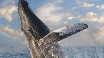 Whale Watching Tour in Puerto Vallarta