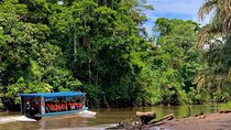 Private Tortuguero Canoe and Jungle Tour from San Jose