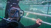 CapeTown: Shark Cage Diving Experience with Scuba