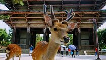 Osaka Kiyomizudera Fushimi Shrine and Nara Deer Sightseeing Trip