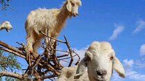 Crocoparc and Goat Climbing the Tree Agadir 