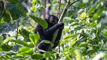From Kigali: Uganda Gorilla tracking 1-Day & 2 Day Options