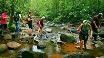 Sinharaja Rainforest Trekking Private Day Trip with Local Lunch