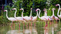 Bundala Safari (Bird Watching) Day Trip - Private & All Inclusive