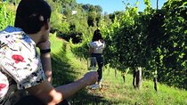 Winery Tour and Tasting 4 wines at Cantina Le Macchie near Rome