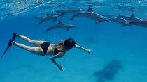 VIP Dolphin House & Snorkeling with Lunch & Transfers :Hurghada