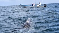 Full-Day Gray Whale Watching tour from Cabo to Mag Bay