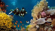Samadai Reef - Dolphin House diving & Snorkeling Tour_ Marsa Alam