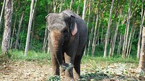 Krabi Elephant Sanctuary and Emerald Pool Adventure