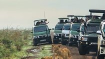 Nairobi National Park Tour Half Day