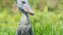 1 Day Best of Mabamba Shoebill Bird Watching Tour in Entebbe