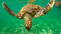 Cenote and Swimming with Turtles Private Tour in Akumal