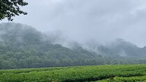 Hangzhou Tea Culture Tour
