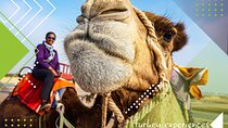 Cultural Treasures, Rides by Balloon & Camel : 4 Day in Turkey