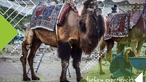 Ruins, Valleys, Cultures - Rides by Camel & Balloon : 4 Days Trip