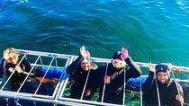 Half Day Shark Cage Diving Adventure in Simons Town