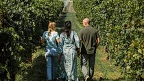 From Venice: Olive Oil & Wine Tour in the Euganean Hills