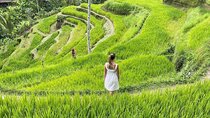 Ubud Waterfalls, Tegalalang rice Terrace and Ubud Jungle Swing 