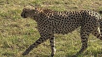 Amboseli National Park 3 Day Private Safari Adventure