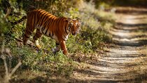 Wildlife Safari at Bandipur/Nagarhole+Mysore Palace+Somanathapura