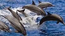 Swim with Dolphins for 30 Minutes – Transfer – Sharm El Sheikh