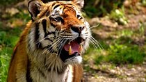 2-Day Private Tour to Ranthambhore Tiger Safari Tour from Jaipur