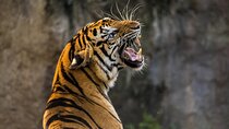3-Day Ranthambhore Tiger Tour from Jaipur to Taj Mahal Agra ending in Delhi