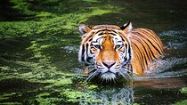 4-Day Ranthambore Tiger Safari Tour to Agra and Jaipur from Delhi