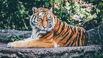 Private 4-Day Ranthambhore Tiger Safari Tour to Agra and Jaipur from Delhi