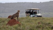 Amakhala Game Reserve Half Day Big 5 Safari Adventure