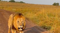 2 Days 1 Night Nakuru National Park Through Naivasha