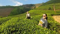 Kandy to Nuwara Eliya Private Day Tour: Tea Factory& Gregory Lake