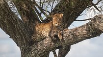3 Day Serengeti and Ngorongoro Crater Wildlife Safari