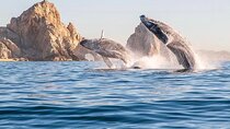Whale Watching Tour with Arch and Beach in Cabo San Lucas