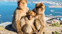 Private Gibraltar Tour from Malaga Puerto Costa del Sol