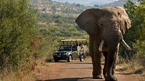 2 Day Tlou Tented Safari Camp In Pilanesberg National Park