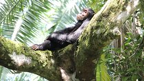 8-Day Uganda Vacation Including Chimps and Gorilla Trekking