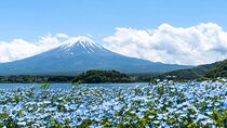 Mount Fuji Day Trip Around Lake Kawaguchiko