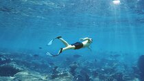 Cancun: Snorkeling Adventure at Puerto Morelos Reef
