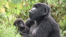 3-Day Tour Package with Gorilla Trekking in Uganda