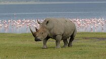 One Day Tour to Lake Nakuru from Nairobi 4WD