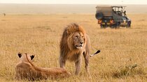 Half Day Guided Tour in Nairobi National Park with 4x4 Vehicle