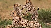 2 Day Private Safari in Tanzania Tarangire and Ngorongoro Crater