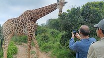 Giraffe Walk Safari and Coastal Tour Combo