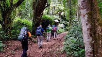 8 Days Mount Kilimanjaro Trek Tour Lemosho Route