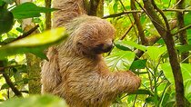 Sloth tour, Coffee, Chocolate and Tons of Wildlife